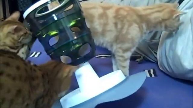 Catit Design Senses Cat Maze Review by 2 Bengal Cats and Teego! смотреть онлайн