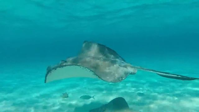 Много животных зоопарка для детей - Изучите цвета с настоящими сафари-видео для детей