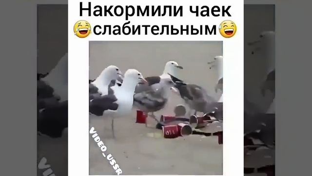 Чайки