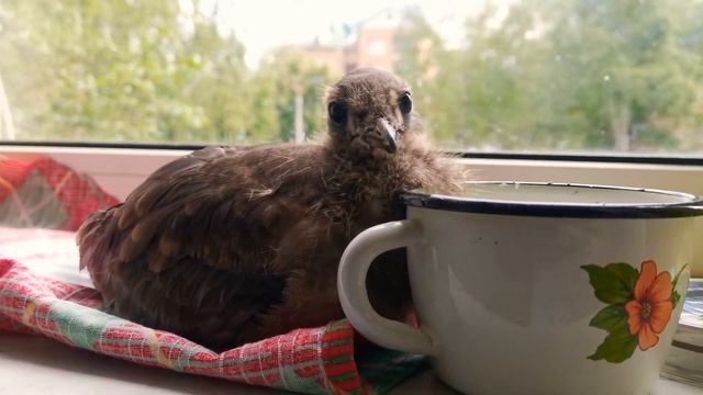 Жизнь на Планете Земля в Цвете