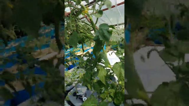 The wind broke my husky cherry red, can I save it? смотреть онлайн