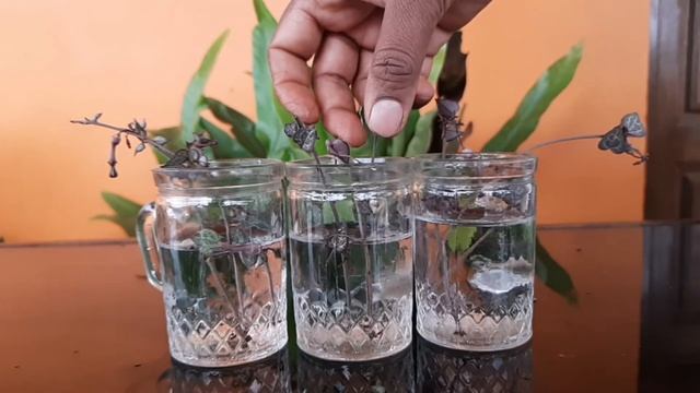How to Propagate String of Hearts |Ceropegia woodii| Water and Soil propagation смотреть онлайн