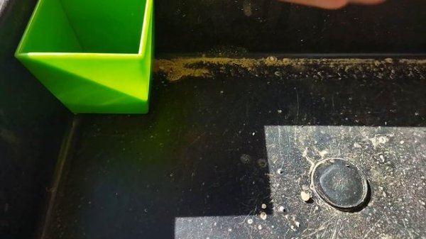 Кактусы Микс. Спонтанный поход в магазин. Гимнокалициум Дамси.