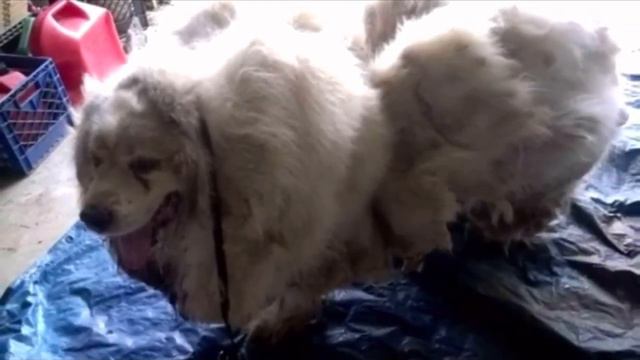 Обросшую собаку избавили от 16 килограммов шерсти, теперь её не узнать смотреть онлайн