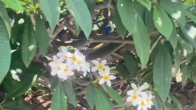 Multi grafted plumeria 1 смотреть онлайн