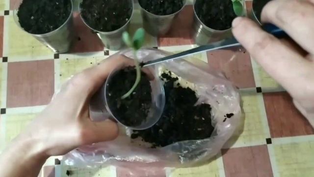 Рассада арбуза вытянулась/ что я сделала/и почему больше ТАК делать не буду!!! #рассада #арбуз