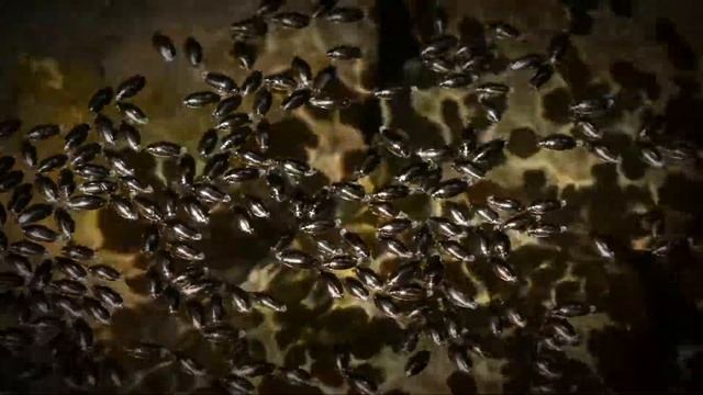 Сияющие жуки-вертячки смотреть онлайн