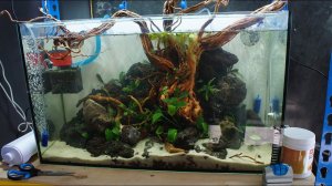 Акваскейп из лавы корни ротанга в 100 л аквариуме.