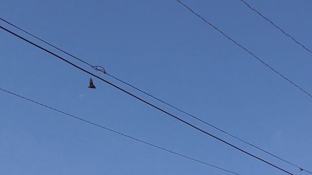 Сын Моего Старика Голубя,Играю Ушёл верх и черта земли исчез pigeons смотреть онлайн