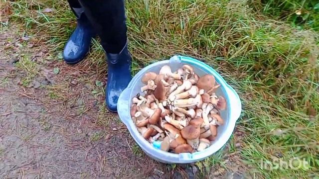 По зниклих хуторах. Коп 43 смотреть онлайн