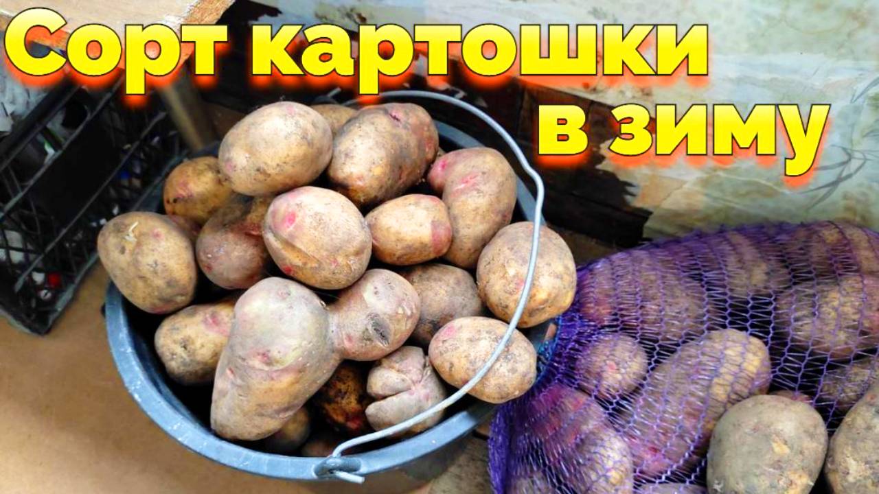 Как выбрать картофель на зиму какую купить ? смотреть онлайн