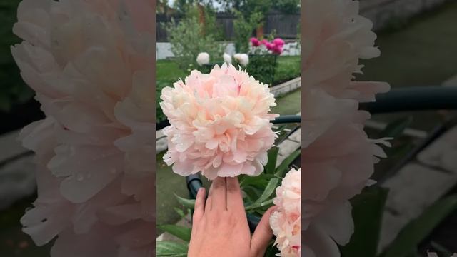 Пион Summer Glow смотреть онлайн