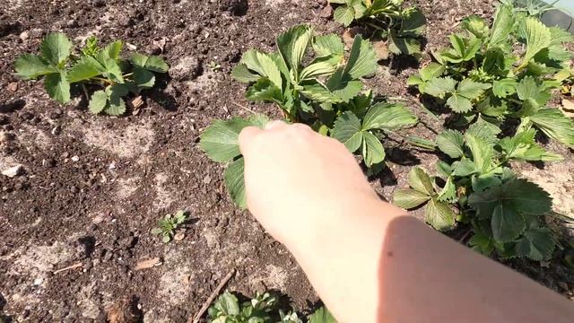 Дача в середине мая. Завяли перец и цветы. смотреть онлайн