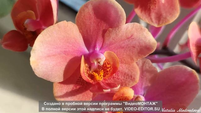 ЦВЕТЁТ #ORANGE SORBET! РОСКОШЬ❣️❤️😍👍#ORHIDS #ORJIDEA #FLOR #PHALAENOPSIS смотреть онлайн