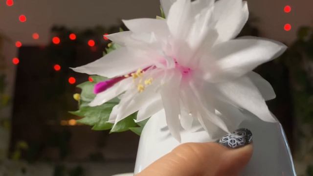 Schlumbergera hybrid - ‘Branca Dobrada’ смотреть онлайн