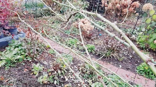 Роза плетистая - Фламентанц. смотреть онлайн