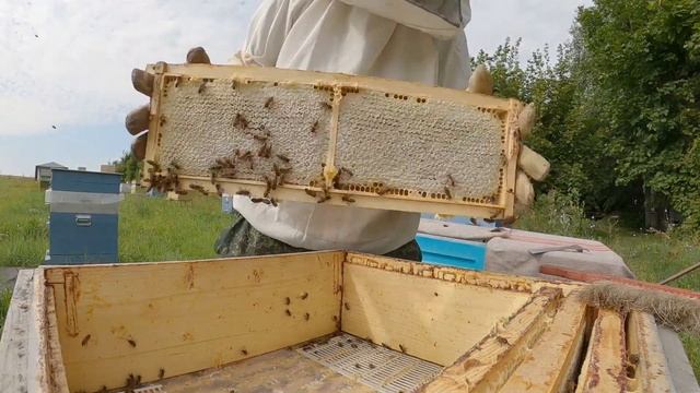 ПАСЕКА 2021. (Забираем рамки с мёдом из улья) смотреть онлайн