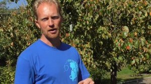 Александр Петров. Ржавчина груши и можжевельника