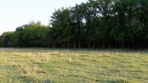 Голоса птиц кряква гусь свиязь как поют разные птицы