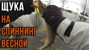 Щука на спиннинг весной.