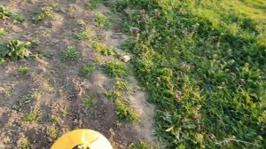 Гербицидник Volpi 3000. Результат тяпкой, гербицидником и без прополки.