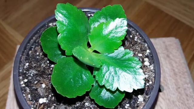 Au crescut radacini la Kalanchoe Blossfeldiana смотреть онлайн