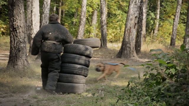 ШОС WOLF Дрессировка собак Бровары смотреть онлайн