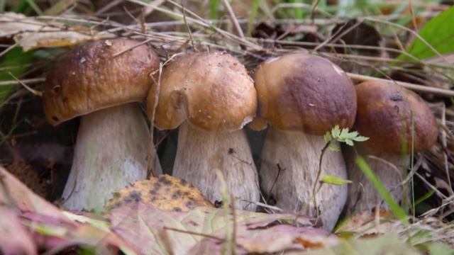 Как посадить белые грибы на даче смотреть онлайн