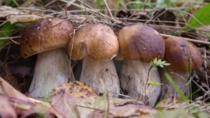 Как посадить белые грибы на даче