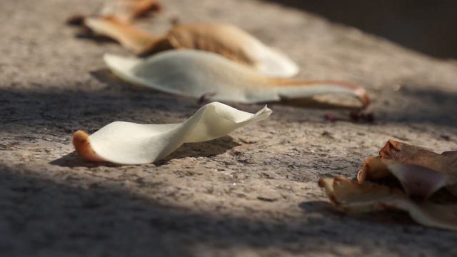 БЕЗМОЛВИЕ ВЕЩЕЙ. МАГНОЛИЯ. смотреть онлайн