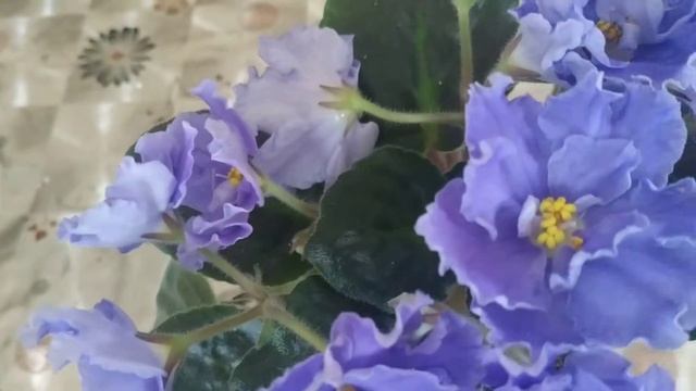 Фиалка " Морской волк" смотреть онлайн