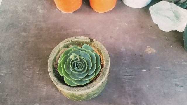 || ECHEVERIA BLUE ROSE || ECHEVERIA CARE TIPS || смотреть онлайн