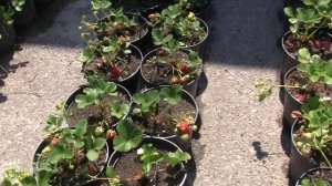 Клубника Мальга. Посадка фриго.