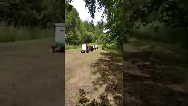Пасека и пчелы - Евгений(4) смотреть онлайн