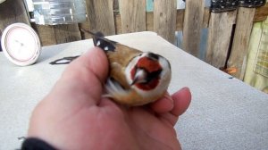 Самка Щегла. Как отличить от самца.