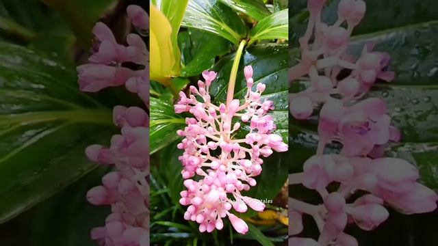 Medinilla Magnifica buds and flowers. смотреть онлайн