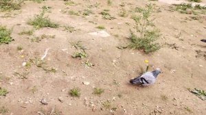 голуби и понос