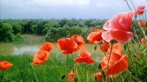 Песни о Великой Отечественной Войне. Маки,маки...Красные маки