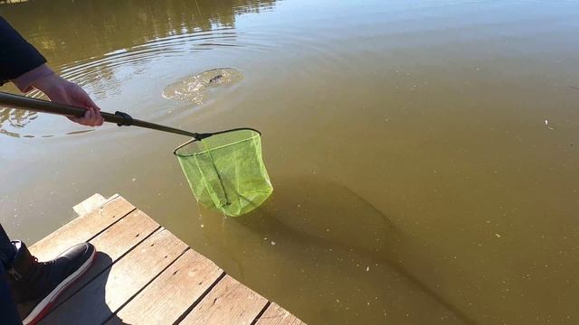 Рыбалка. Ловим Форель на платнике! Форель клюет только на Актив! смотреть онлайн