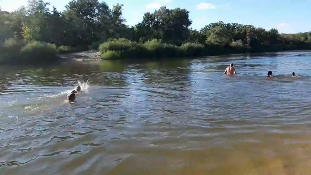 Медведица.. Голодная лиса атакует. смотреть онлайн