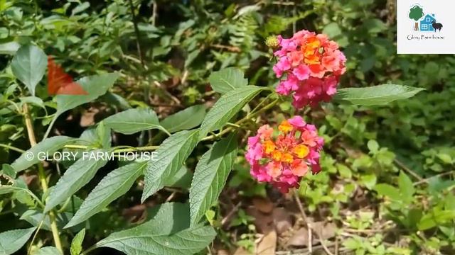 Lantana Plant Care in Malayalam | അരിപ്പൂവിന്റെ വിശേഷങ്ങള് | Glory Farm House смотреть онлайн