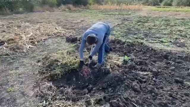 БАТАТ.УБОРКА. ХРАНЕНИЕ. ПРИГОТОВЛЕНИЕ смотреть онлайн