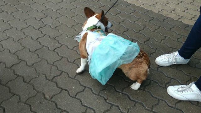 Парад собачек корги! смотреть онлайн