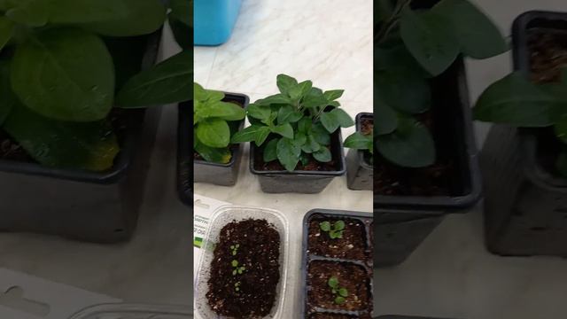 Петуния. От посева до формирования куста.