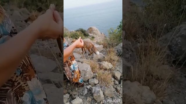КРЫМ. Лисы в горах. Дикие лисята и люди. Как мы кормили диких лисят. Встреча с лисой. Человек и лис смотреть онлайн