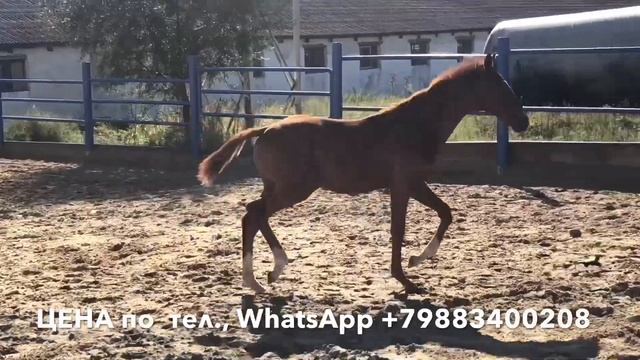 ДУБЛОН Часть 1. Англо-арабский жеребчик на продажу Anglo-Arabian Эквилайн Ағылшын-араб смотреть онлайн