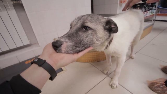 Часть 2 Беляш. Парвавирус смотреть онлайн