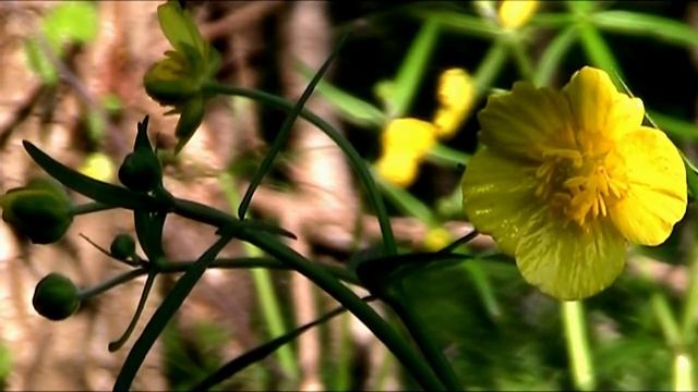 Canon FS 200 (test 3) - High Quality смотреть онлайн
