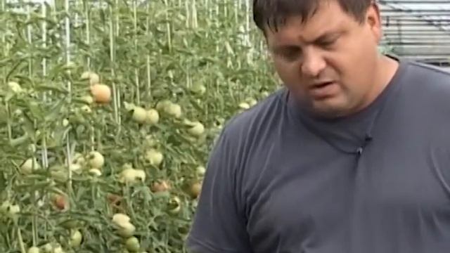 Сроки посева на рассаду смотреть онлайн