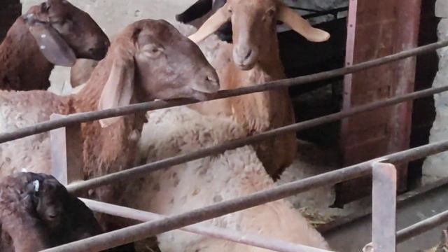 (901) дочки Магнита ???? красотки мои смотреть онлайн